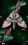 Image result for Sphingine Moth