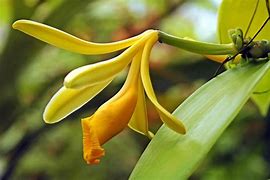 Image result for Vanilla Orchid South America