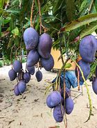 Image result for Black Mango