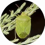 Image result for Southern Green Stink Bug