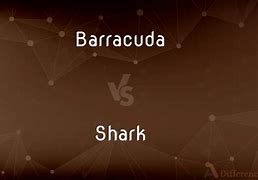 Image result for Barracuda vs Shark