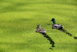 Image result for Duckweed Close Up