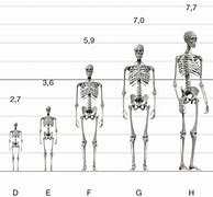 Image result for Human Height Chart Age