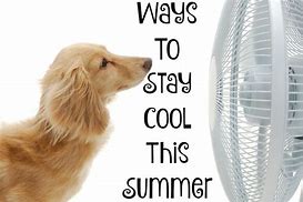 Image result for Stay-Cool