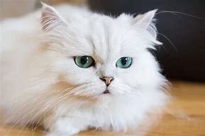 Image result for Persian Cat