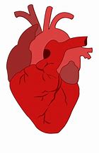 Image result for Real Heart Clip Art