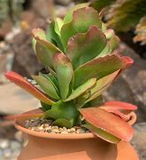 Image result for Kalanchoe Little Dragon