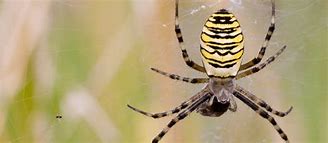 Image result for Bugs and Spiders