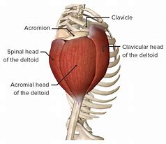 Image result for Shoulder Deltoid Anatomy