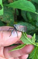 Image result for Boo Spotted Lantern Fly