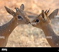 Image result for Dik Dik Nose