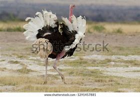 Image result for Ostrich Wing Claws