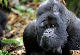 Image result for Silverback Gorilla Punch