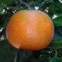 Image result for Mandarin Citrus and Furanocoumarin