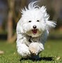 Image result for Fluffy Weiner Dog