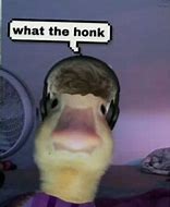 Image result for Duck PFP