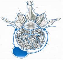 Image result for Vertebral Venous Plexus