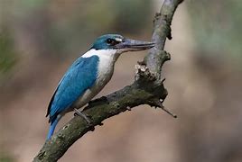 Image result for Collared Kingfisher