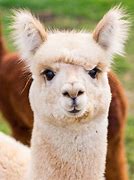 Image result for Lama Animal Baby