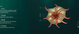 Image result for Vampire Squid Classification Chart