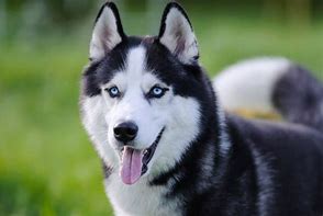 Image result for Husky Iberico