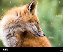 Image result for Fox Head Profile