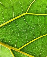 Image result for fractal shape nature