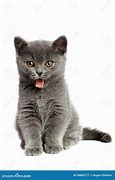 Image result for Grey Californa Swirl Kittens