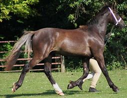 Image result for Liver Chestnut Horse