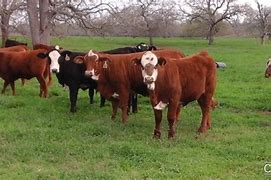 Image result for Red Baldy Cattle