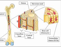 Image result for Osteon Anatomy Poster