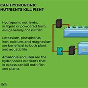 Image result for Fish Nutrients