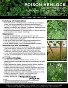 Image result for hemlock identification