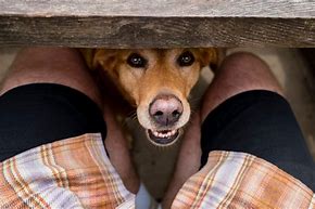 Image result for Weird Dog Guy