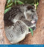 Image result for Koala Bear Sleep