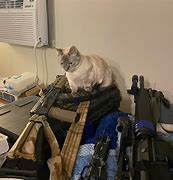 Image result for Cat with Full Metal AK Kit