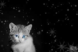 Image result for Cat Background for Zoom