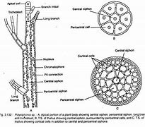 Image result for Polysiphonia