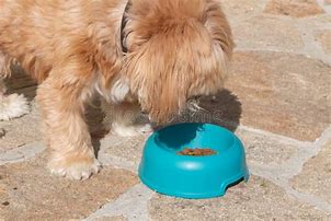 Image result for Dog Eat Bowl