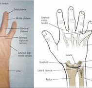 Image result for Dorsal Part of the Hand