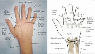 Image result for Dorsal Aspect Hand