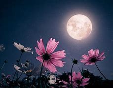 Image result for Full Bony Moon