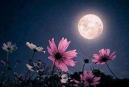 Image result for Full Moon Graphic