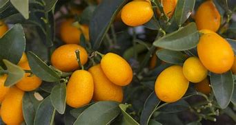 Image result for Kumquat Tree Indoor