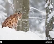 Image result for Lynx Lake Snow