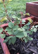 Image result for Witches Broom On Roses Sign of Disease