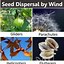 Image result for Seed Dispersal Plants