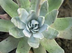 Image result for Dudleya San Diego