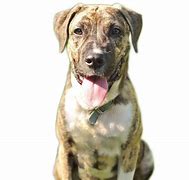 Image result for Labrabull Dog