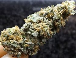 Image result for Kush Marijuana